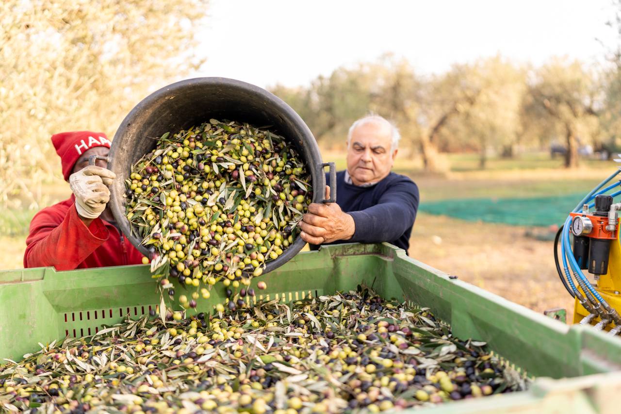 OLIO EXTRAVERGINE DI OLIVA IN BOTTIGLIA DI VETRO DA 750ML